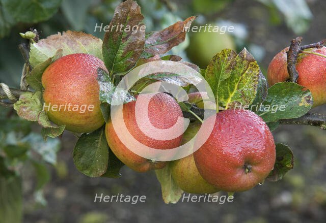Audley End, Audley Park, Saffron Walden, Uttlesford, Essex, 2008. Creator: Patricia Payne.