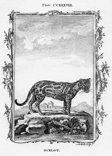 Ocelot.Artist: A Bell