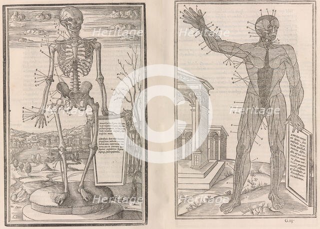 De dissectione partium corporis humani libri tres, 1545. Creators: Jean Jollat, Estienne de la Rivière.
