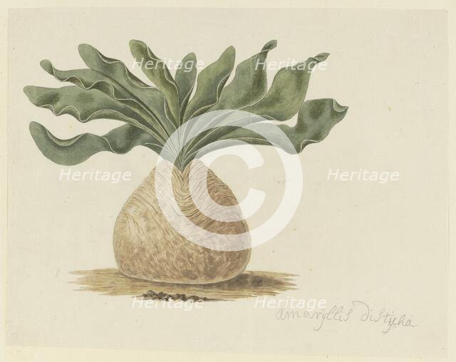 Boophone haemanthoides F.M. Leighton (Hottentots Poison-Bulb, Or Giftbol), 1777-1786. Creator: Robert Jacob Gordon.