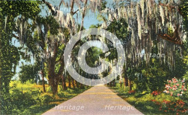 'An Alluring Highway Scene in the Carolinas', 1942. Creator: Unknown.