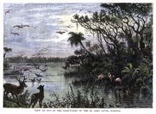 'View on one of the Tributaries of the St John River, Florida', 19th century. Artist: Unknown