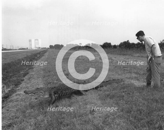 Alligator at Kennedy Space Center, 1969. Creator: Unknown.