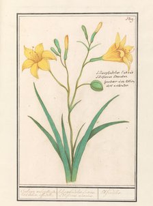 Yellow Lily (Lilium), 1596-1610. Creators: Anselmus de Boodt, Elias Verhulst.