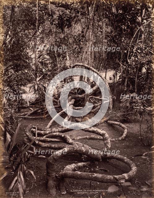 A Creeper in the Peradeniya Gardens, Ceylon, c. 1880. Creator: Scowen & Co. (British, active Ceylon, 1876-1895).