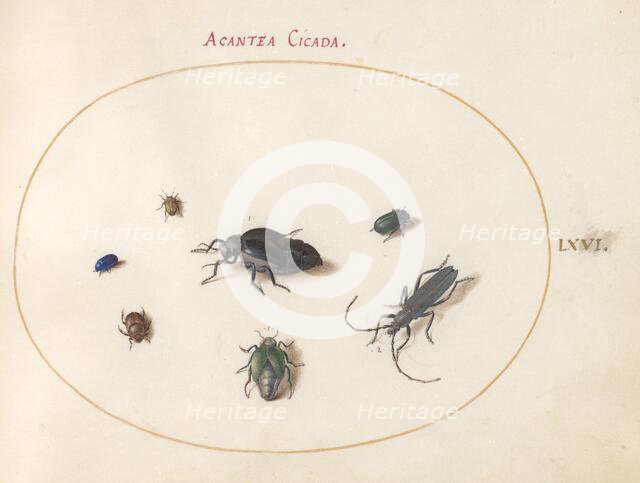 Plate 66: Two Oil Beetles, a Longhorn Beetle, and Four Other Insects, c. 1575/1580. Creator: Joris Hoefnagel.