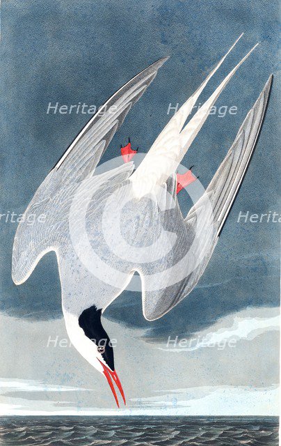 Arctic Tern, Sterna Paradisaea, 1845.