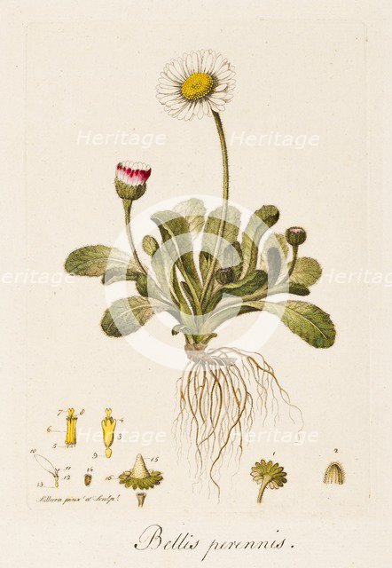 Bellis perennis, (Daisy), c1770-1790. Creator: William Kilburn.
