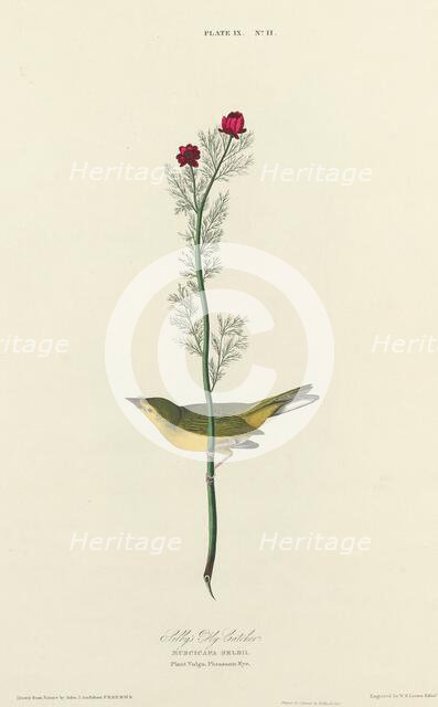 Selby's Fly Catcher, 1827. Creator: William Home Lizars.