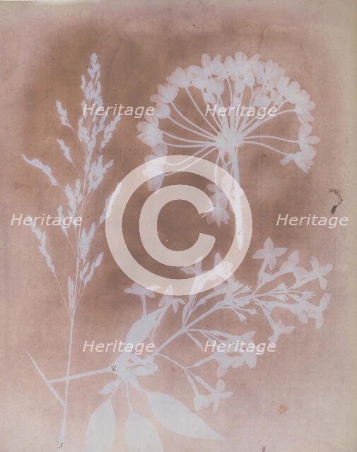 1. Aglio. 2. Cestro. 3. Poa., 1839. Creator: William Henry Fox Talbot.