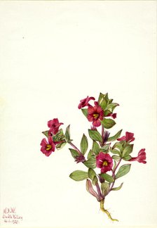 Purple Monkey-Flower (Mimulus bigelovii), 1935. Creator: Mary Vaux Walcott.