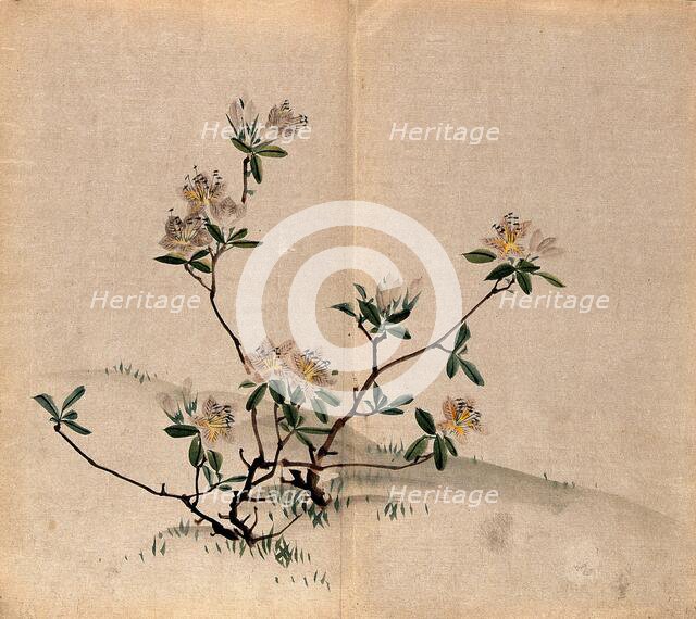 A rhododendron (Rhododendron indicum): small flowering shrub in grassland. Creator: Unknown.
