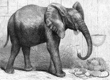 The newly-imported African elephant at the Gardens of the Zoological Society, Regent's Park, 1865. Creator: Pearson.