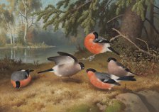 Bullfinches, 1887. Creator: Ferdinand von Wright.