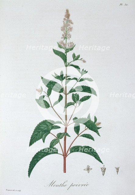 Mentha Piperita (Peppermint), 1821. Artist: LFJ Hoquart