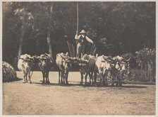 Six Oxen Team with their Driver, c. 1853. Creator: Olympe Aguado (French, 1827-1894).