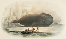 The whale, 1856. Creators: Edouard Travies, Beyer and Manceau.