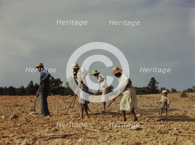 Chopping cotton on rented land near White Plains, Greene County, Ga., 1941. Creator: Jack Delano.