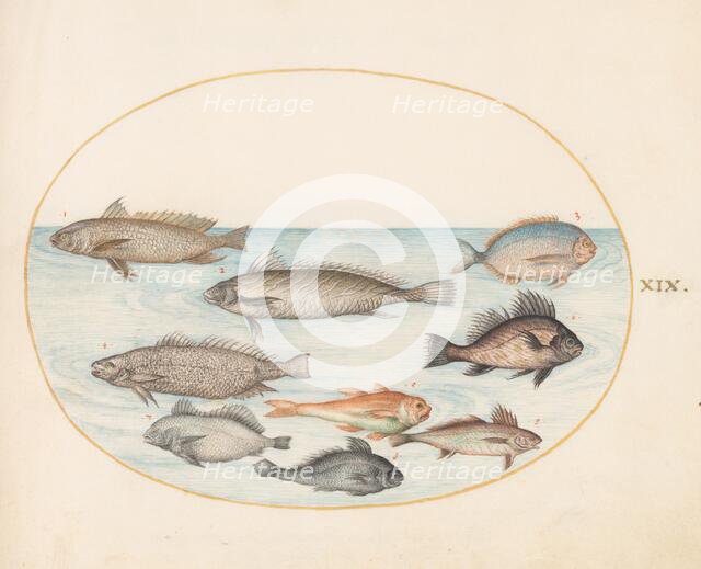 Animalia Aqvatilia et Cochiliata (Aqva): Plate XIX, c. 1575/1580. Creator: Joris Hoefnagel.