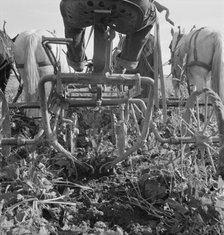Sugar beet lifter in older settler's field..., near Ontario, Malheur County, Oregon, 1939. Creator: Dorothea Lange.