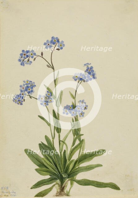 Alpine Forget-me-not (Myosotis alpestris), 1924. Creator: Mary Vaux Walcott.