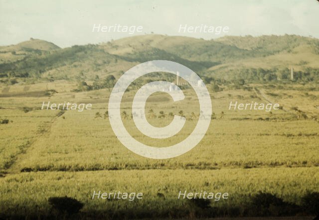 Sugar cane fields on the north-west part of the island, St. Croix island, Virgin Islands, 1941. Creator: Jack Delano.