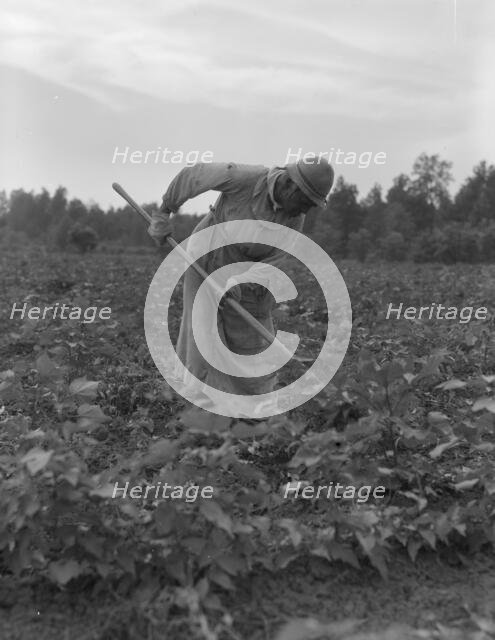 Mississippi Negress hoeing cotton, 1937. Creator: Dorothea Lange.