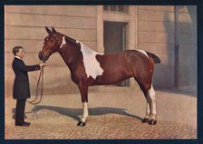 'A photograph of a horse taken with a Zeiss Tessar lens', c1908. Artist: Franz Kuhn.