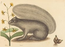 The Grey Fox Squirrel (Sciurus cinereus), published 1731-1743. Creator: Mark Catesby.