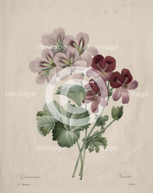 Geranium, 1827. Creator: Henry Joseph Redouté (French, 1766-1853).