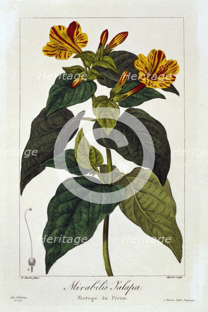 Ipomea Purga,  pub. 1836. Creator: Panacre Bessa (1772-1846).