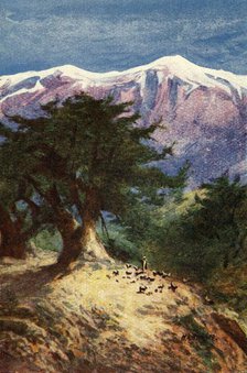 'Cedars of Lebanon - Matt. xii. 33', c1924. Creators: James Clark, Henry A Harper.