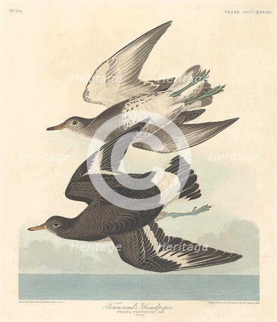 Townsend's Sandpiper, 1838. Creator: Robert Havell.