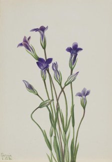 Gentian (Gentiana holopetala), 1936. Creator: Mary Vaux Walcott.