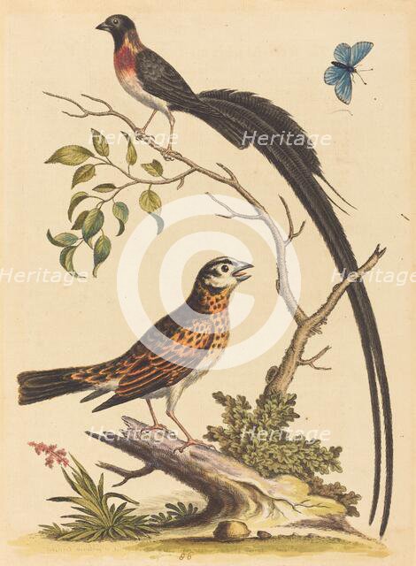 Two Birds, One with Very Long Tailfeathers, and Blue Butterfly, published 1745. Creator: George Edwards.