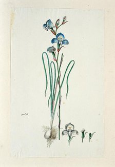 Disa graminiflolia Ker Gawl. Ex Spreng. (Blue disa), 1777-1786. Creator: Robert Jacob Gordon.