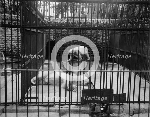 Bear pit, Belle Isle Park, Detroit, Mich., between 1900 and 1910. Creator: Unknown.