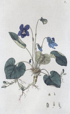 Sweet Violet (Viola odorata), 1804-1811. Artist: Johan Wilhelm Palmstruch