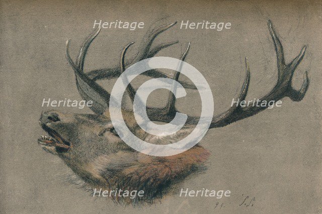 'Study of a Stag's Head', c1901. Artist: John Sydney Steel.