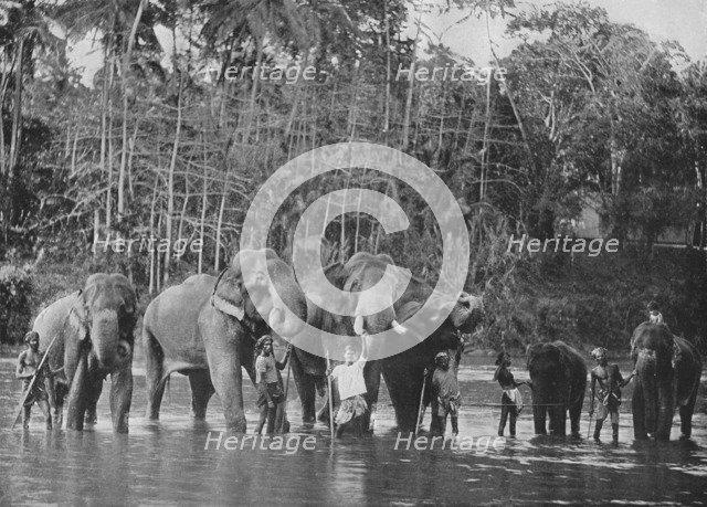 'Sacred Elephants Bathing in the Mahaweli Ganga at Katugastota', c1890, (1910). Artist: Alfred William Amandus Plate.