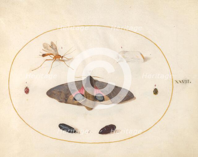 Plate 27: Two Moths, Two Chyrsalides, and Other Insects, c. 1575/1580. Creator: Joris Hoefnagel.