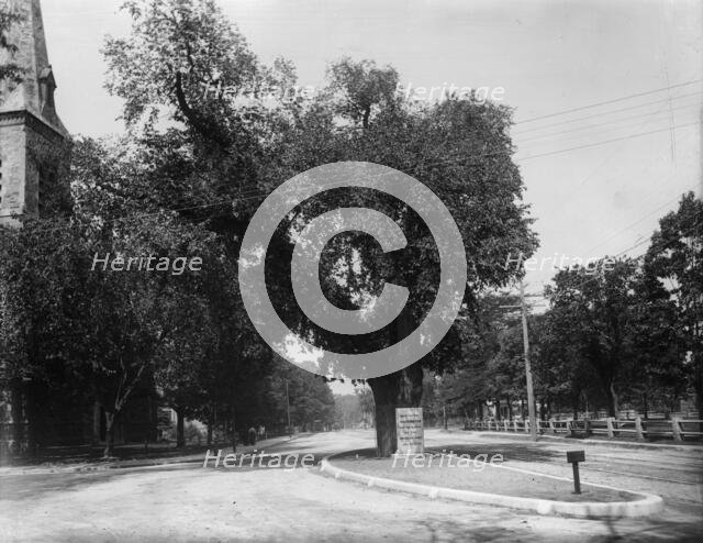 The Washington elm, Cambridge, Mass., between 1890 and 1920. Creator: Unknown.