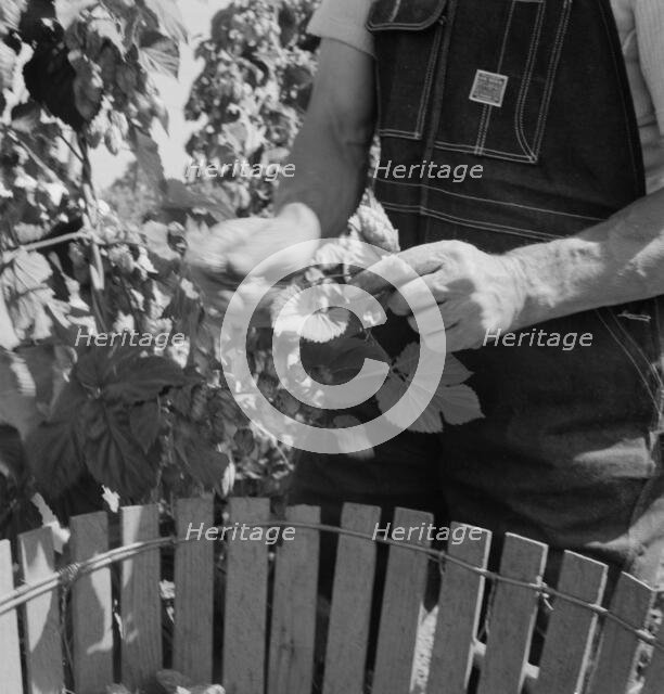 Possibly: Hop picker, once Nebraska farm owner, near Independence, Polk County, Oregon, 1939. Creator: Dorothea Lange.