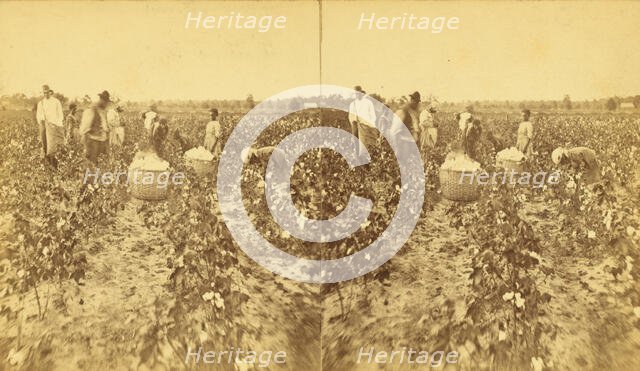 Picking cotton., (1868-1900?). Creator: J. N. Wilson.