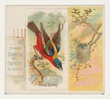 Painted Bunting, from the Song Birds of the World series (N42) for Allen & Ginter Cigarett..., 1890. Creator: Allen & Ginter.