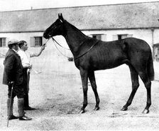 "Galtee More," bought by the Russian government for £21,000, 1898. Creator: Clarence Hailey.