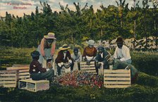 'Packing Onions, Bermuda', early 20th century. Creator: Unknown.