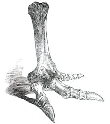 Fossil Foot of  Dinornis, 1850. Creator: Unknown.