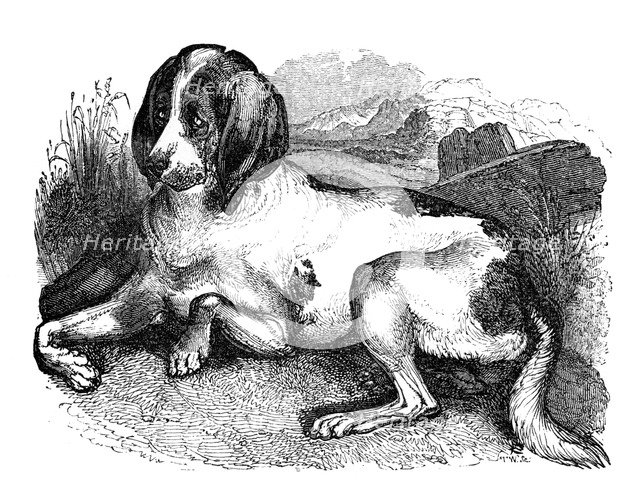 'Old English hound', 1848. Artist: Unknown