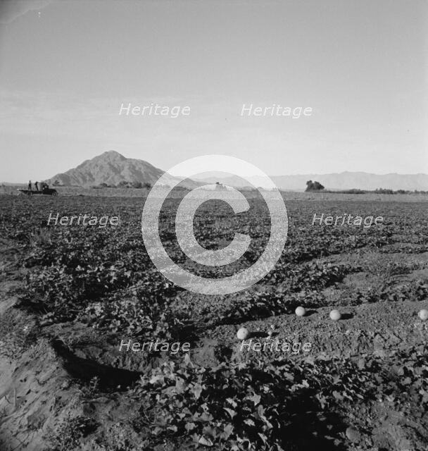 Cantaloupe field, desert agriculture on the Mexican border, Imperial Valley, California, 1938. Creator: Dorothea Lange.